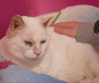 Replay Chiens et chats sans collier - Coup de coeur, coup du sort