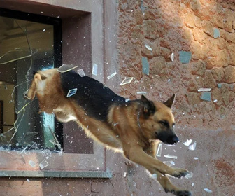 Replay Rex, chien flic - Suivez le guide