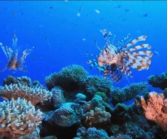 Replay Élément Terre, le reportage - Le poisson-lion, un tueur magnifique qui envahit les côtes européennes
