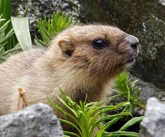 Replay Le lac Kaindy, joyau des montagnes kazakhes - Merveilles de la nature