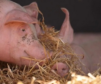 Replay Le goût du détail - Cochon fermier