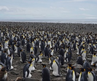Replay Les îles Kerguelen, aux confins du monde
