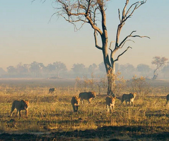 Replay Sur la terre des grands félins - 23/12/2025