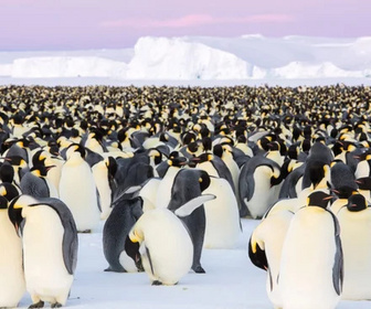 Replay Dynasties - 16/01/2026