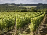 Replay 28 minutes - Le vin français au régime sec ?