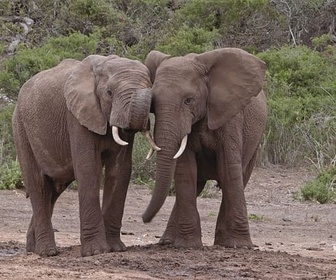 Replay Le chagrin des animaux : mythe ou réalité ?