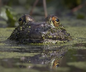 Replay Des animaux et des plantes capables d'intégration ? - La vérité sur les envahisseurs