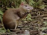 Replay Comment protéger nos forêts - Bonnes nouvelles de la planète