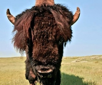 Replay Les prairies de l'Ouest - Canada, la force de la nature