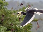 Replay Bornéo, la forêt sacrée - Les derniers paradis sauvages