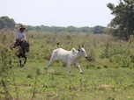 Replay Le lac rebelle du Pantanal - 21/11/2024