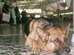 Replay Rex, chien flic - 30/07/2026