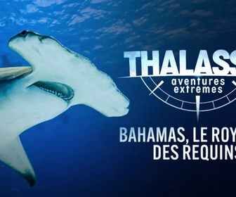Replay Thalassa, aventures extrêmes - Bahamas, le royaume des requins