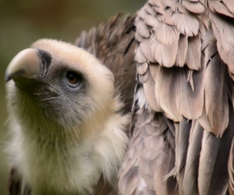 Replay Zoo: Le défi de demain - S1E4 - Vague de froid