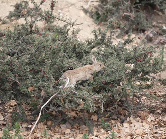 Replay Focus - Australie : le fléau des lapins, espèce devenue invasive