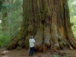 Replay Sous le règne de la terre - Terre de légendes