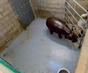 Replay Au coeur du zoo le plus beau du monde - S2E4 - La joie de Mabel