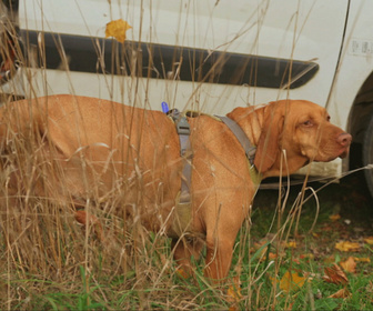 Replay Chiens et chats sans collier - Des animaux à sauver
