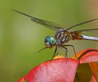 Replay Redoutables prédateurs - Les insectes, super-héros en minuscule