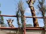 Replay Kenya : des girafes pour la paix - 360° Reportage