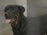 Replay Chiens et chats sans collier - Un refuge, des espoirs