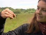 Replay ARTE JUNIOR Le magazine - Des cours pour entomologistes amateurs