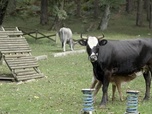Replay Italie : les vaches errantes de la mafia - ARTE Regards