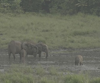 Replay ARTE Reportage - Gabon : les savants et les éléphants