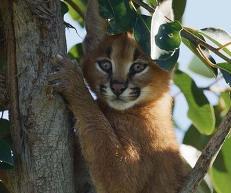 Replay Caracal, la société du chat solitaire