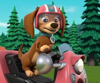 Replay Paw Patrol, la Pat'Patrouille - Un ours dans la ville