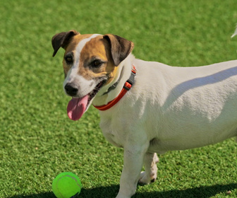 Replay Chiens et chats sans collier - De l'abandon à la 2nde chance