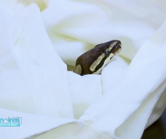 Replay Vétérinaires : leur vie en direct - Nina le labrador va mal