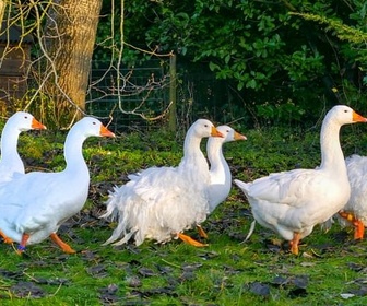 Replay Hiver, à l'abri - La vie cachée des animaux de la ferme