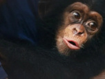 Replay Baby Chimp Rescue - Coup de coeur au refuge