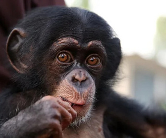 Replay Baby Chimp Rescue - La saison des pluies