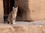 Replay Invitation au voyage - En Égypte, des chats et la guerre