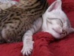 Replay Too cute (Trop mignon) - Chats bicolores Calicos et Savannahs