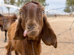 Replay Bébés animaux à croquer - Adorables chiots