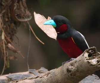 Replay Bornéo, la forêt miraculée