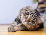 Replay La vie secrète des chats - Dans la peau du chat