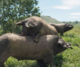 Replay Le Kintoa, roi des cochons basques - 360° Reportage