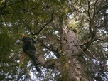 Replay Nouvelle-Zélande - La forêt des géants