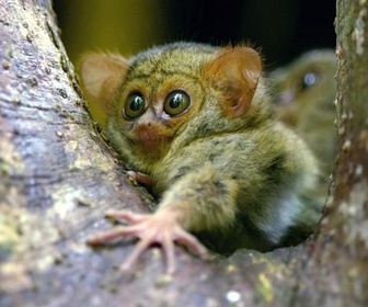Replay Des repas acrobatiques - Les animaux s'envoient en l'air