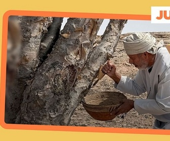 Replay L'encens culture ancestrale d'Oman - ARTE Journal Junior de lundi
