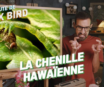Replay La minute de Max Bird - La Chenille Hawaïenne