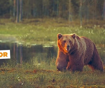 Replay En Finlande, sur les traces des ours bruns - ARTE Journal Junior de lundi