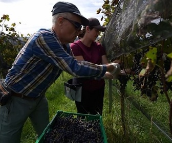 Replay Climat : les nouvelles formes de mobilisation - Un vignoble durable en Suisse