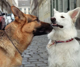 Replay Rex, chien flic - 31/08/2026