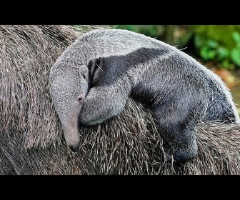 Replay Un bébé fourmilier géant fait sa première apparition au zoo de Cologne