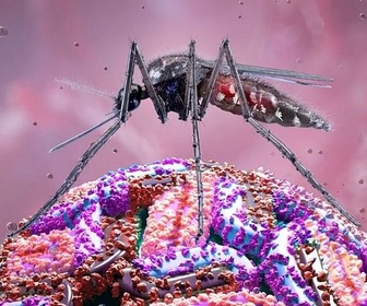 Replay ARTE Info Expresso - Virus du Nil occidental : quels dangers ?